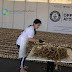 Ρεκόρ Γκίνες για πλεξούδα σκόρδων 612 μέτρων [βίντεο]