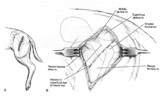 Teknik Operasi dan Reposisi Luksasi Coxofemoralis pada Hewan (Bedah Fraktur)