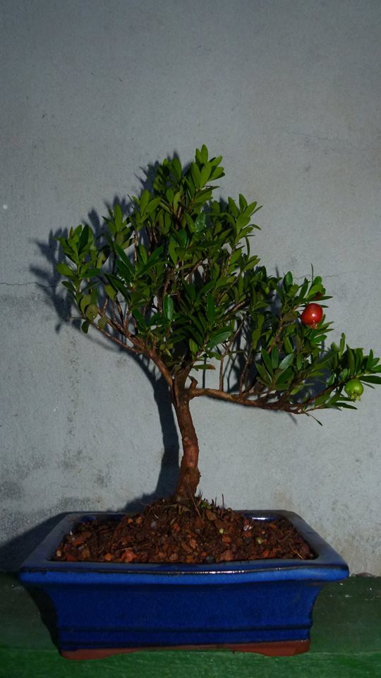 Adeniums e Bonsais Bonsai em Salvador