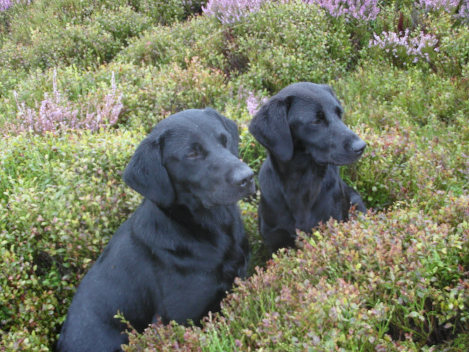 Cuckavalda Gundogs North Yorkshire September 2011
