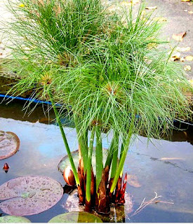 Papiro, Cyperus papyrus, para depurar agua Papiro sirve como planta biológica para la de depuración de aguas