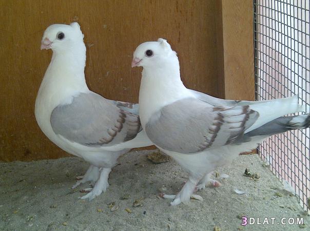 صور حمام غية 2019 انواع الحمام بالصور جميلة جدا يلا صور