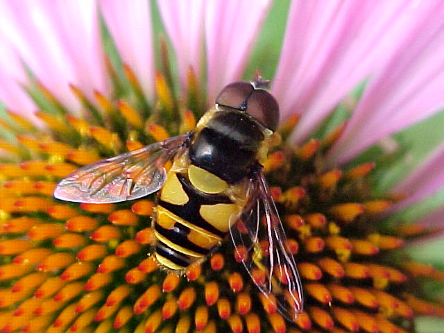 The Skillful Bee: Favorite Garden Flowers zone 5-6