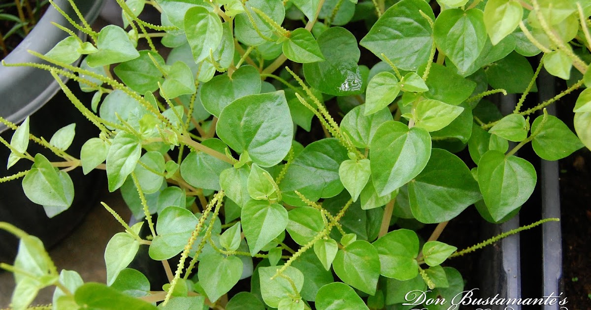Don Bustamante's Rooftop Garden Clear Weed [Pansitpansitan]