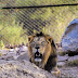 Rajasthan's first lion safari inaugurated at Nahargarh Biological Park