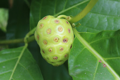 Deretan Tanaman Herbal Sebagai Solusi Kesehatan Alternatif