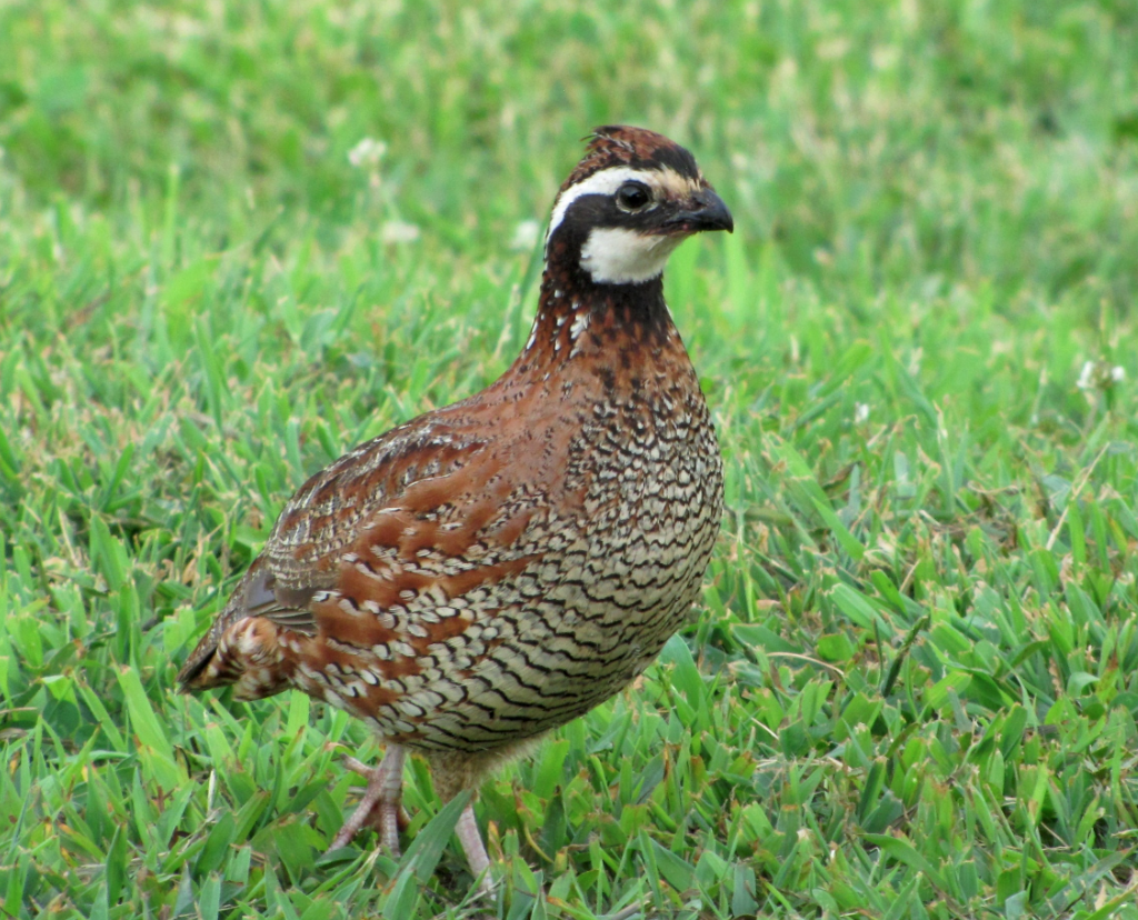 The Bear Trace at Harrison Bay Golf Course Maintenance: Southern