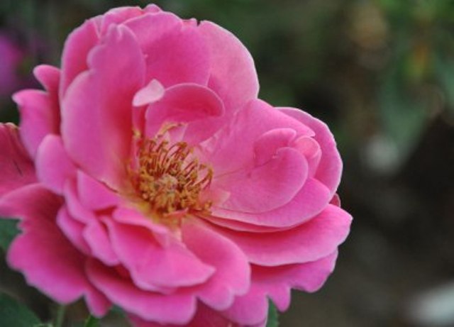 Names And Pictures Of Pretty Flowers Names And Pictures Of Pretty Flowers