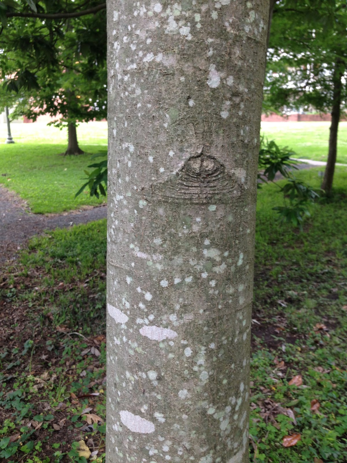 Centenary College Arboretum Tree of the Week Sweet Bay Magnolia