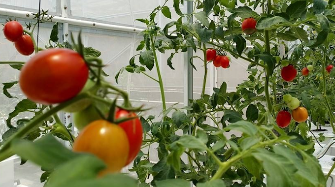  Cara Bertanam Tomat Hidroponik