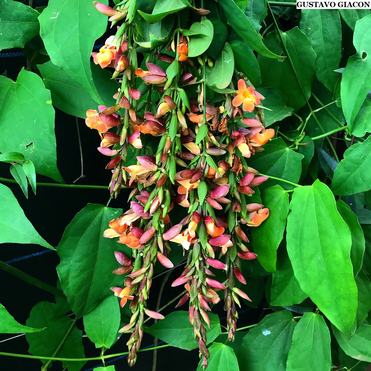 Viveiro Ciprest - Plantas Nativas e Exóticas: Mini Sapatinho de Judia (  Thunbergia coccinea )