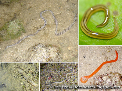 Ribbon Worms (Phylum Nemertea)