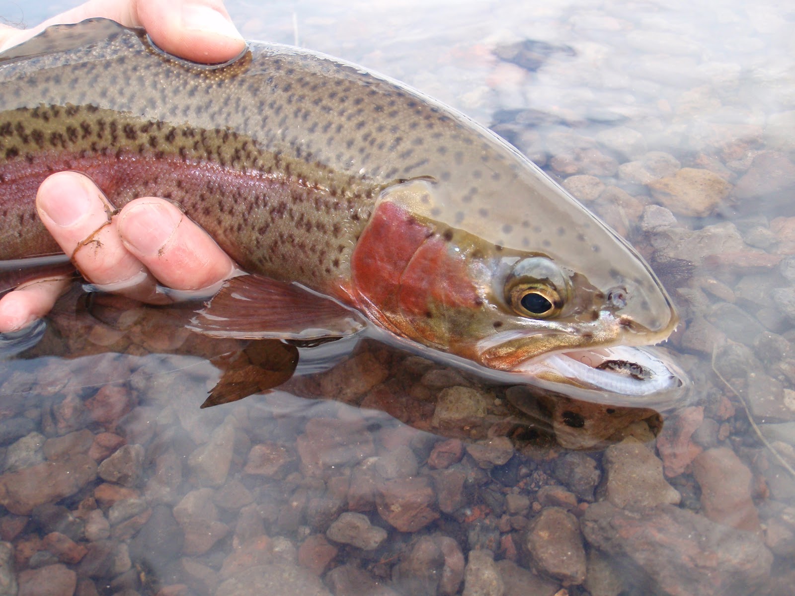 Southern Utah Fly Fishing ,Quiet Fly Fisher Guide Service & Fly Shop