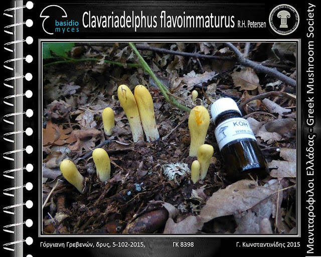 Clavariadelphus flavoimmaturus R.H. Petersen