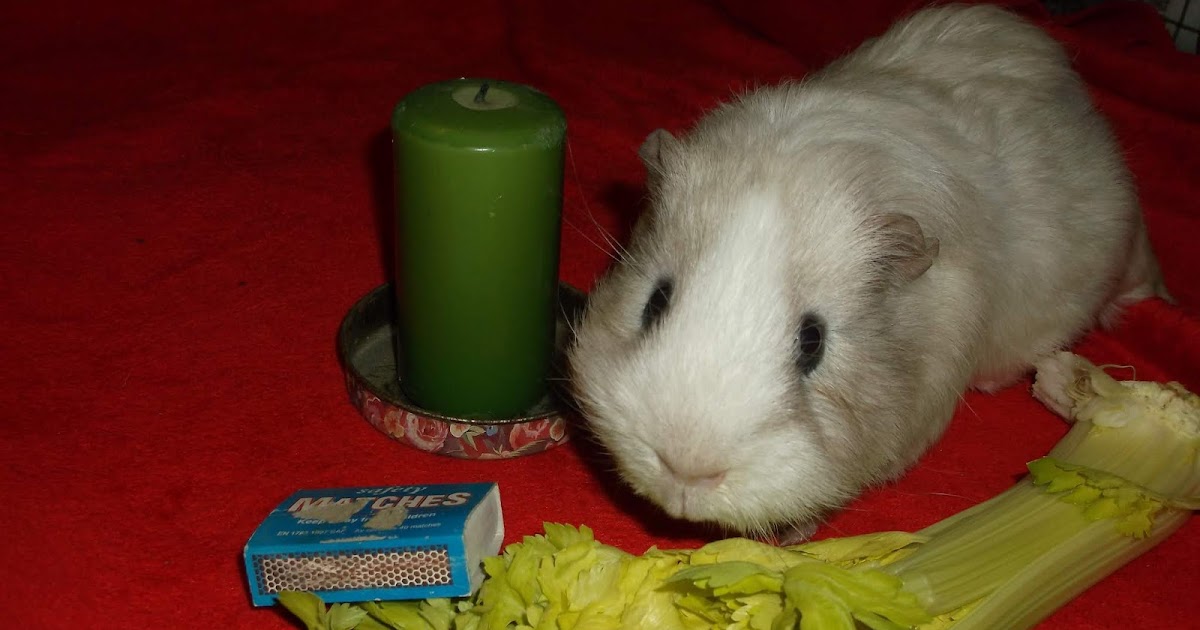 Undercover Guinea Pigs Annual Candle Lighting Ceremony