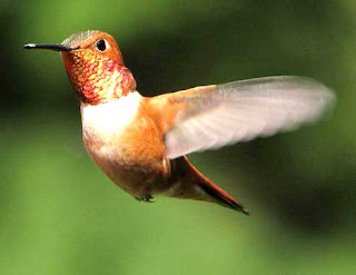 Pesona Warna Dan Kicau Burung Kolibri Gokicau