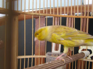 burung kenari isabel kenari isabel