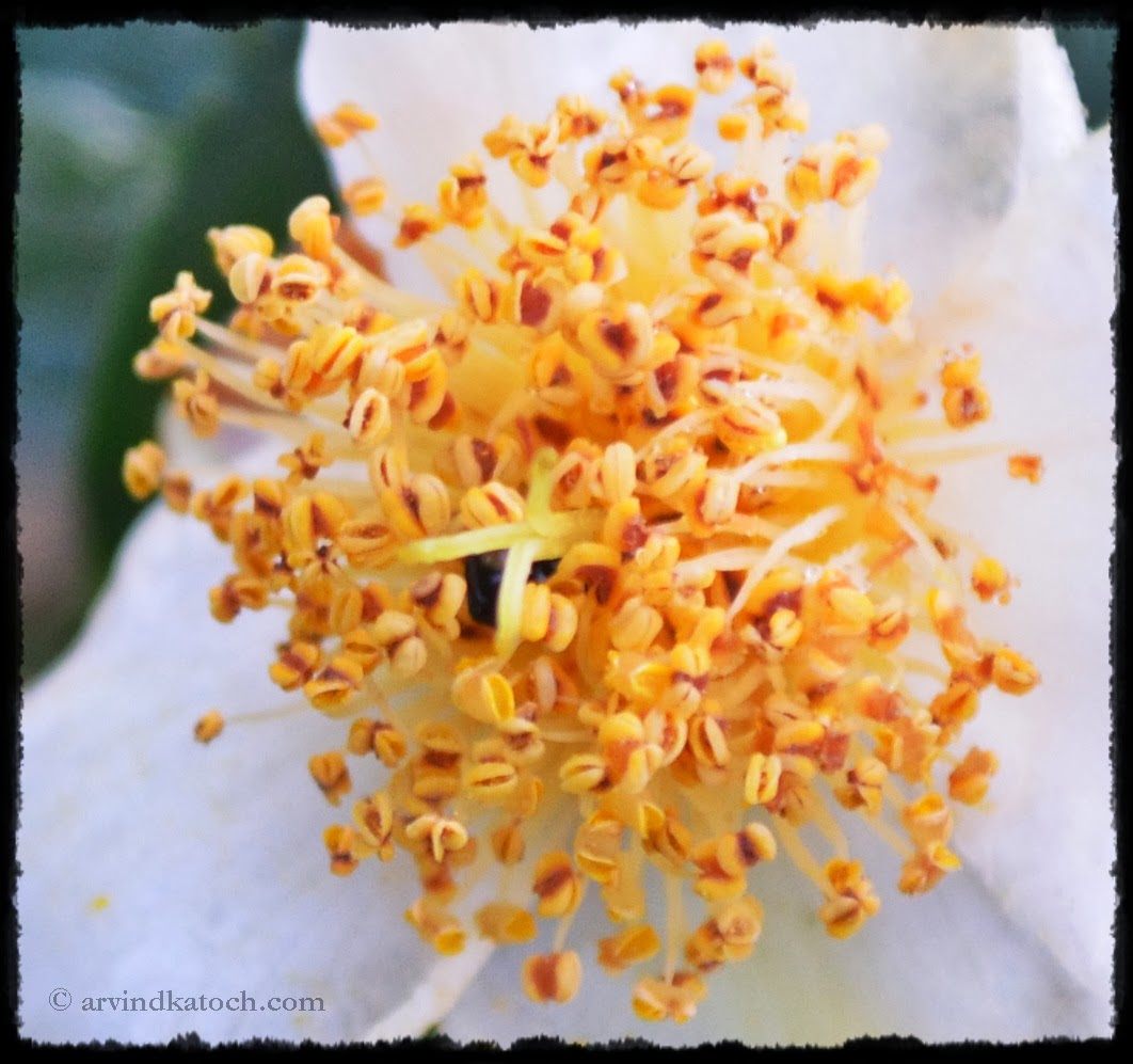 inside life, white flower, white, close up picture
