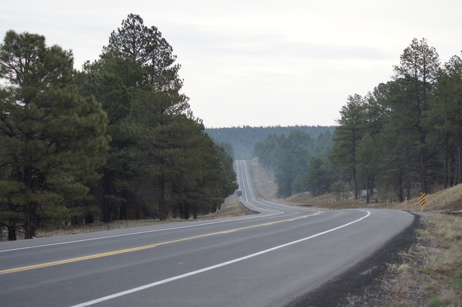 Tommy D's Birding Expeditions Birding the awesome Flagstaff Area!