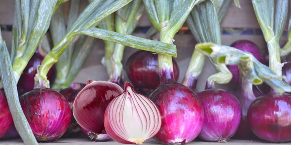 cebolla roja para la piel