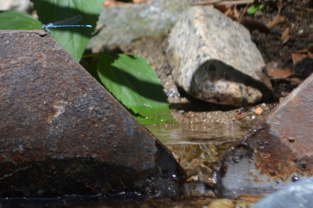 damsel fly on iron