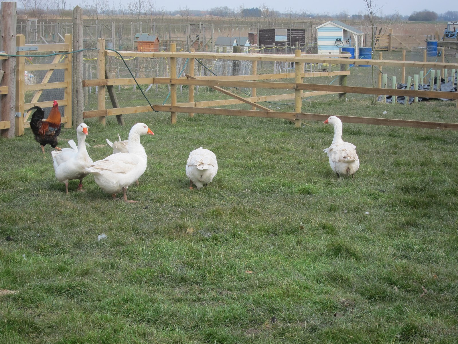 Tales from Swallow Farm Goose bumps