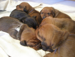 Puppy pile!