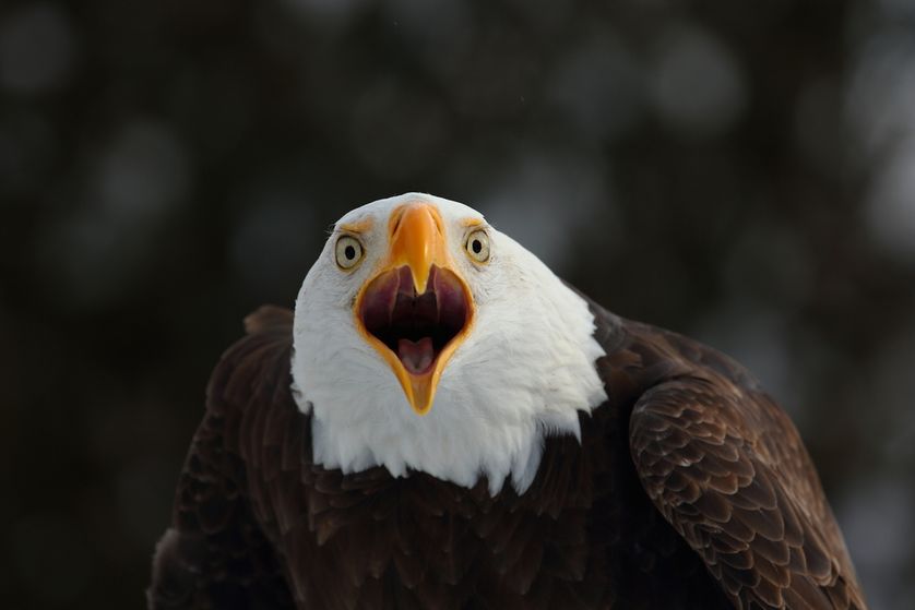 White Wolf Virginia's bald eagles thriving at a never before seen