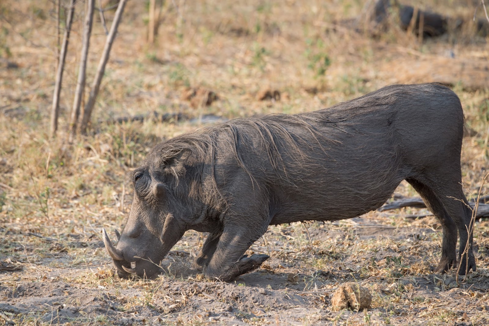 Picture of a warthog eating grass. Picture of a warthog eating grass.