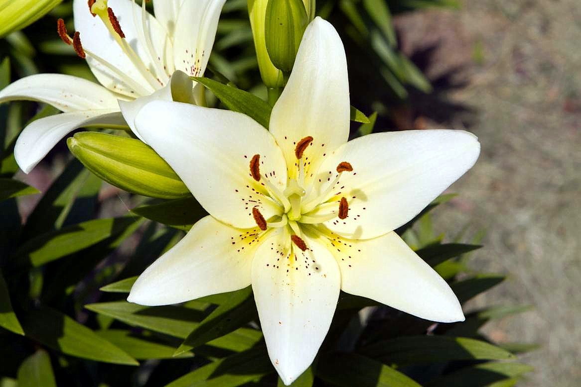 Photo Potpourri Pink Asiatic lily's turn to bloom