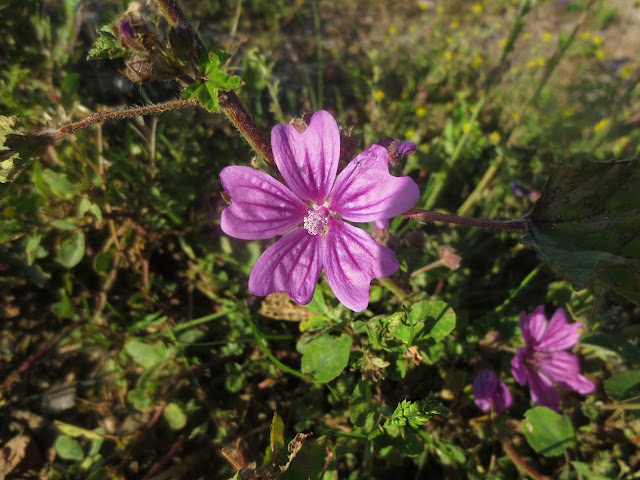 pretty-purple-flower-weed-uk