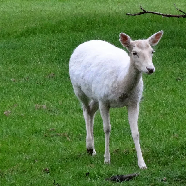 Albino deer in zoo