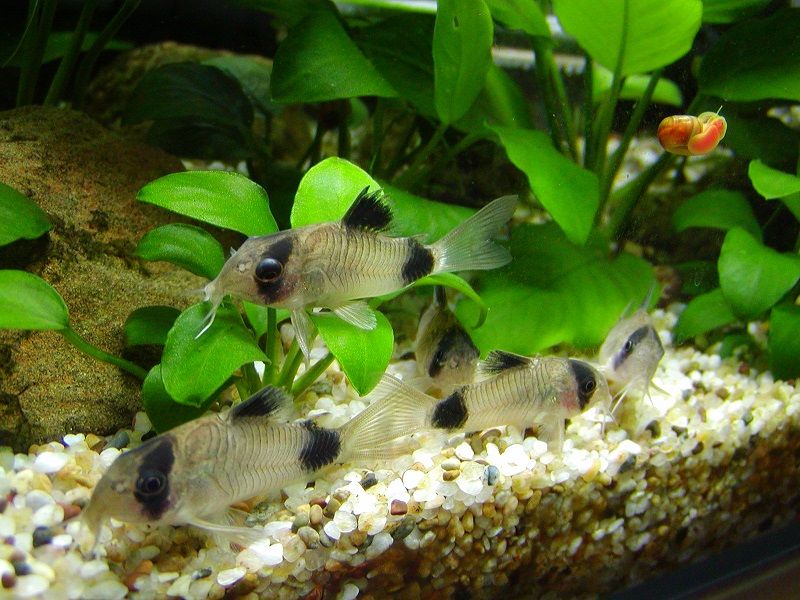 Pygmy Corydora Catfish (Cory Fish) Image Pygmy Corydora Catfish (Cory Fish) - Betta Fish Tank Mates 1 Gallon