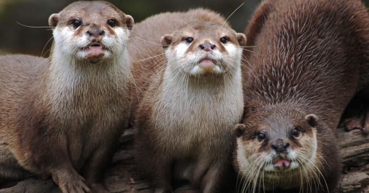 Infotentanghewan Berang Berang Hewan Mirip Musang
