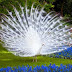 Amazing White Peacock : When God Runs out of Paint