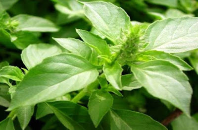Daun Basil dan Kemangi