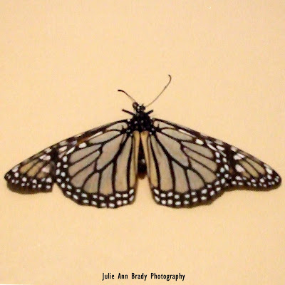 Monarch Butterfly Dead March 16, 2018 Monarch Butterfly Dead March 16, 2018