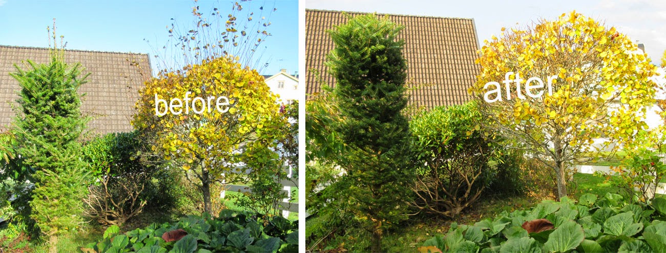 Topiary, formklippning av buskar, träd oktober 2014 Topiary, formklippning av buskar, träd oktober 2014