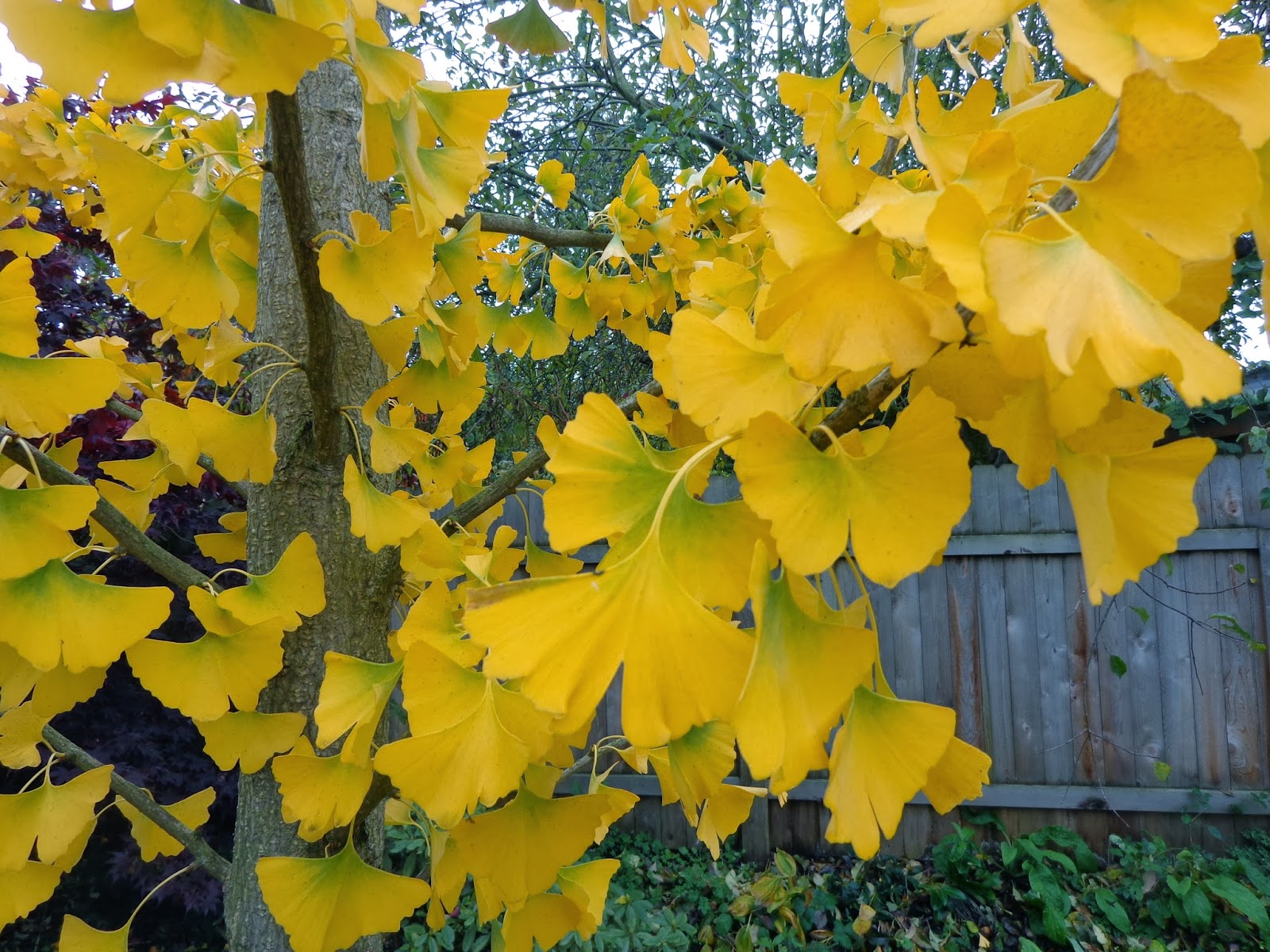 Daniel's Pacific NW Garden Ginkgo Trees. Progress Report. Some ginkgo
