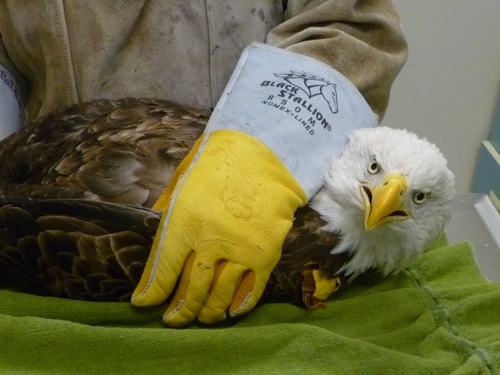 The Raptor Center How YOU Can Help Bald Eagles