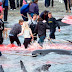 Γίνεται πράγματι σφαγή δελφινιών στη Δανία;