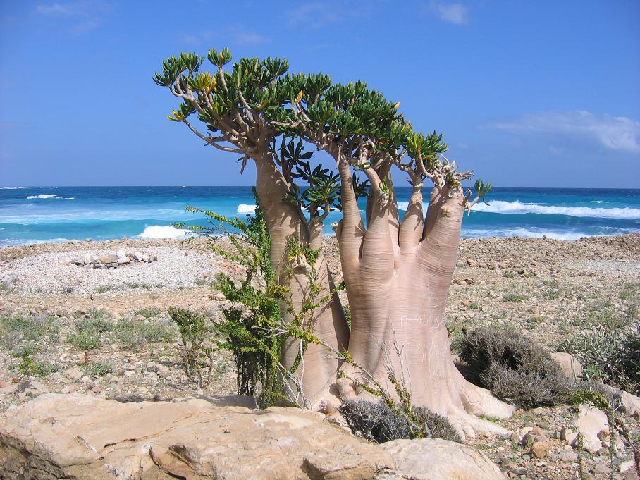 Socotra+2+026+p.JPG