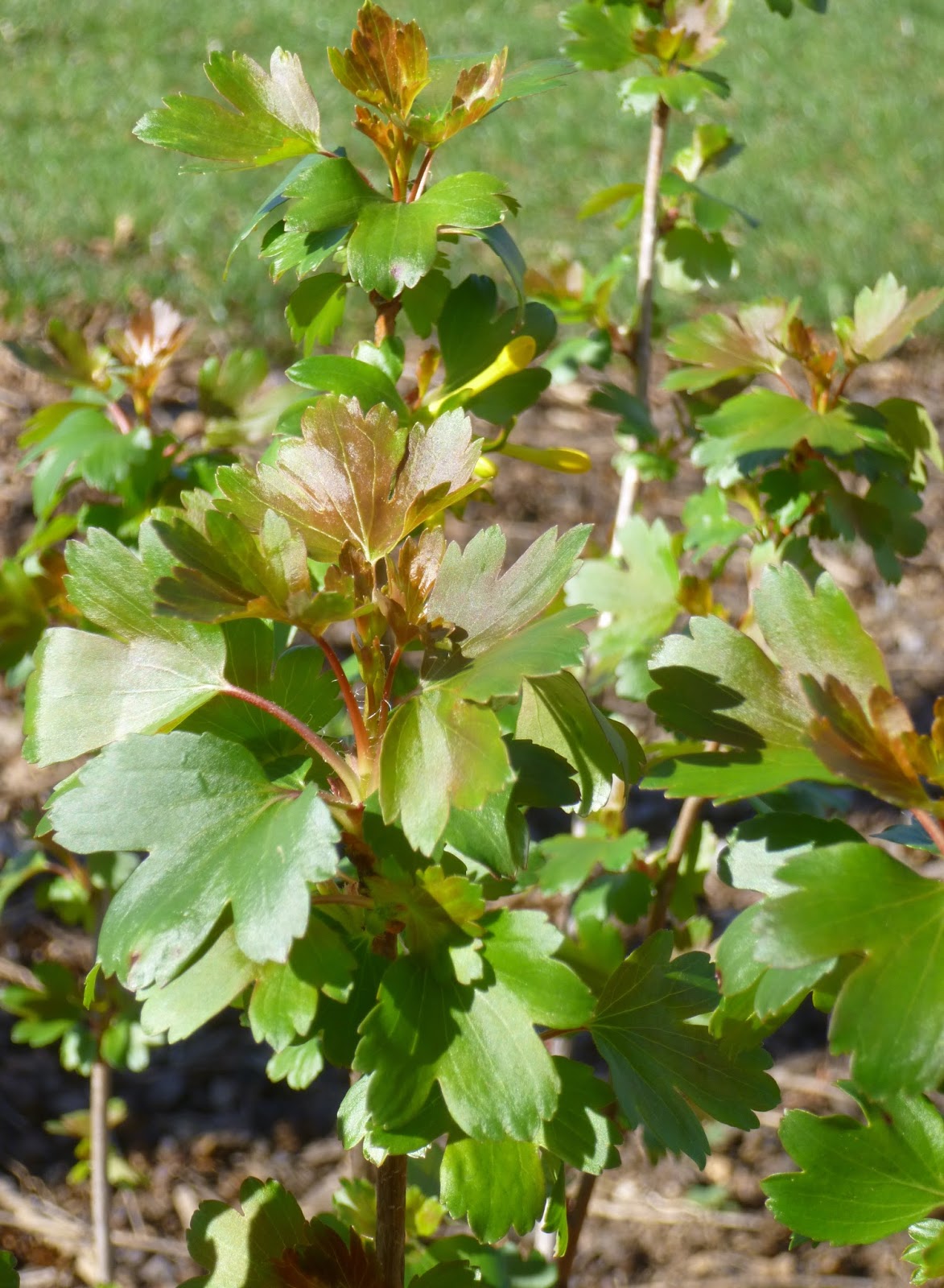 Sandra S Blog Mahonia