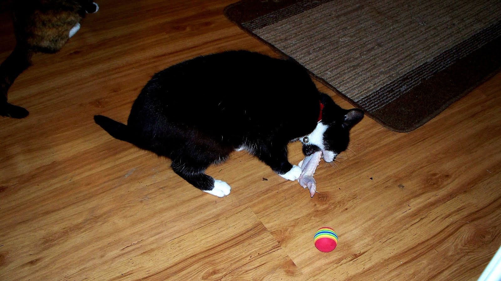 what-can-kittens-eat-besides-cat-food-cat-choices