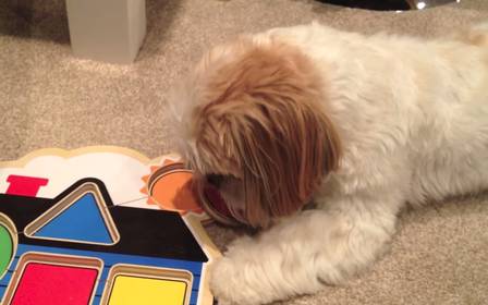 Cachorro da raça shih tzu é capaz de encaixar blocos