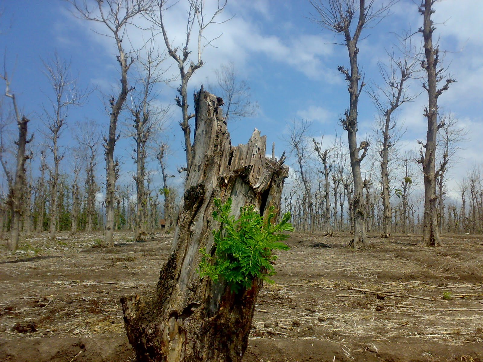 Krisis Lingkungan Hidup Yang di Hadapi Masyarakat Dunia