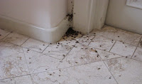 Αυτό είναι το κόλπο για να εξαφανίσετε τα μυρμήγκια από το σπίτι...