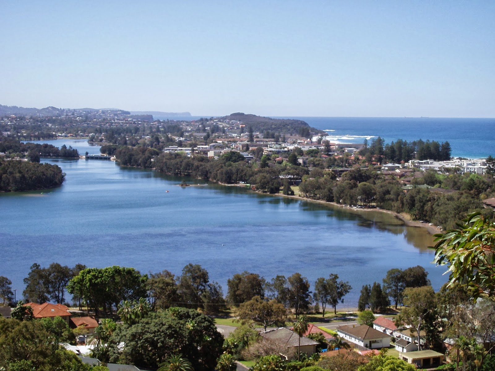 Doggie walks on sydney s northern beaches collaroy plateau