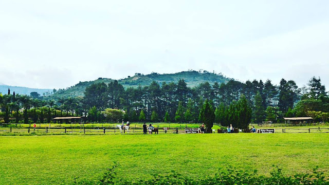 lapangan hijau di de ranch foto padang rumput hijau di de ranch lembang bandung