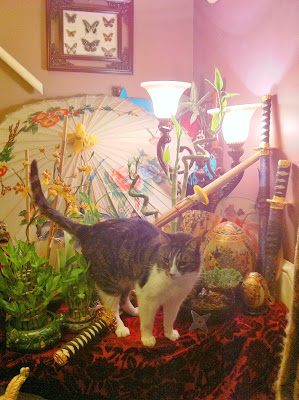 Samurai Cat Isosceles and Lucky Bamboo - Stein Your Florist Co.